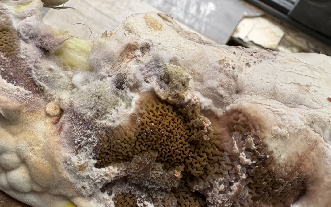 La Mérule : Le Fléau Qui Dévore Vos Maisons