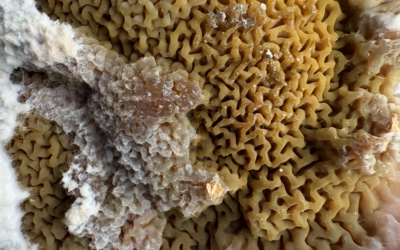 Comment lutter contre l’apparition de la mérule ?