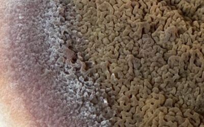 Comment détecter la mérule chez soi ? (Guide pratique)