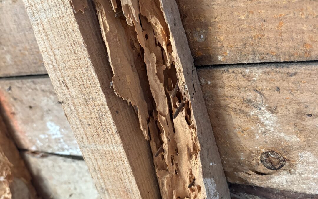 Traitement des bois Lorient