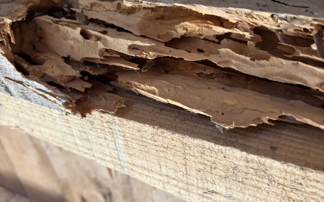 Les insectes xylophages les plus répandus à Lorient :