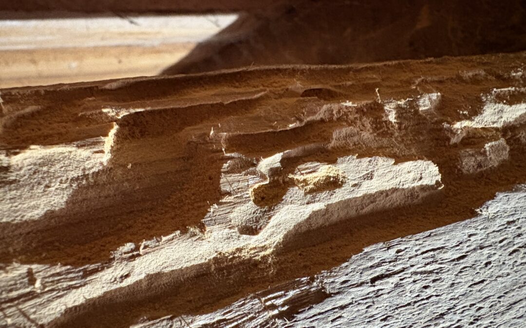 Traitement des bois à Lorient, une protection essentielle