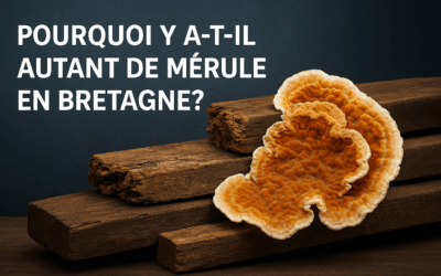Pourquoi y a-t-il autant de mérule en Bretagne ?