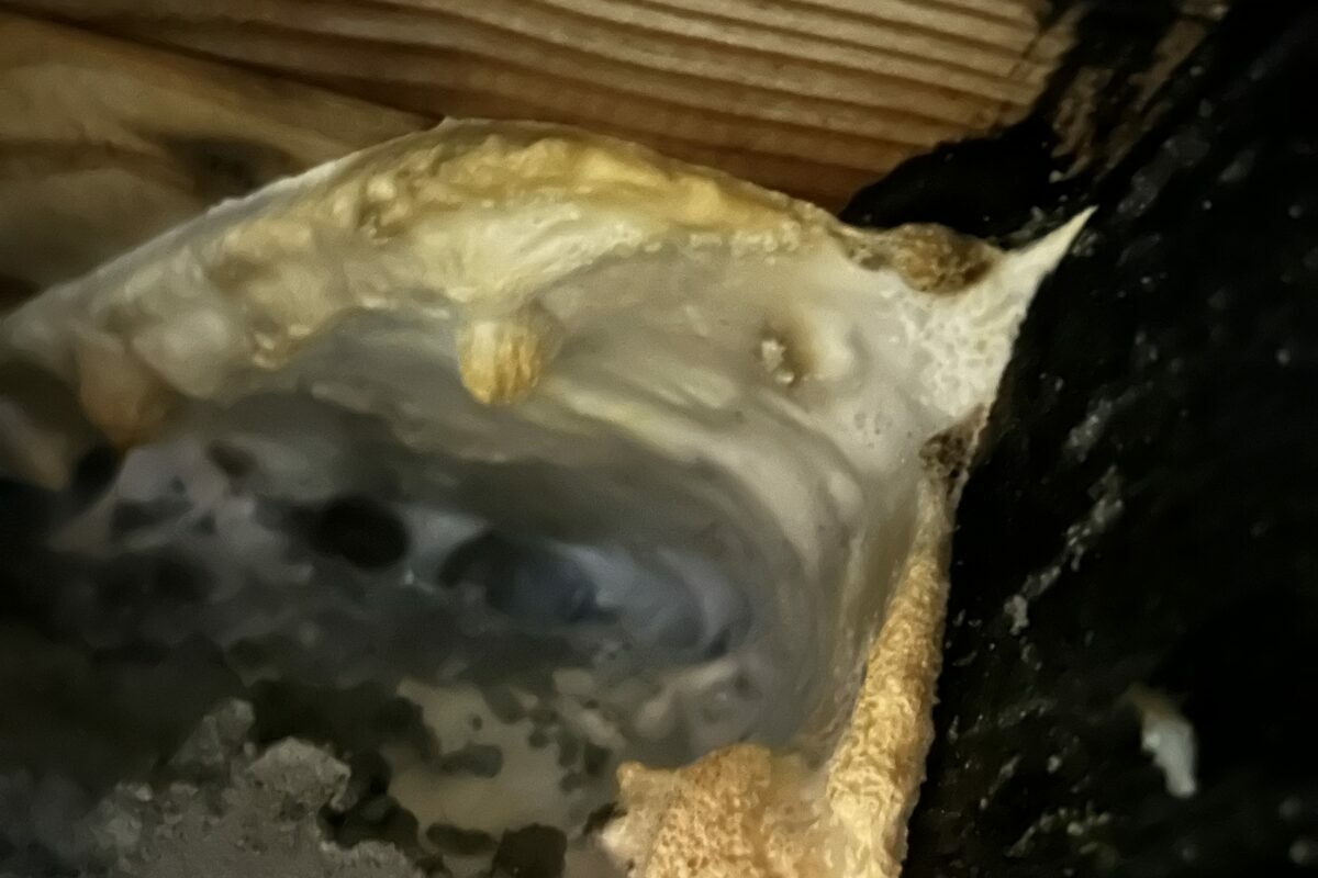 Assemblage de charpente ancien dégradé par les insectes et l'humidité