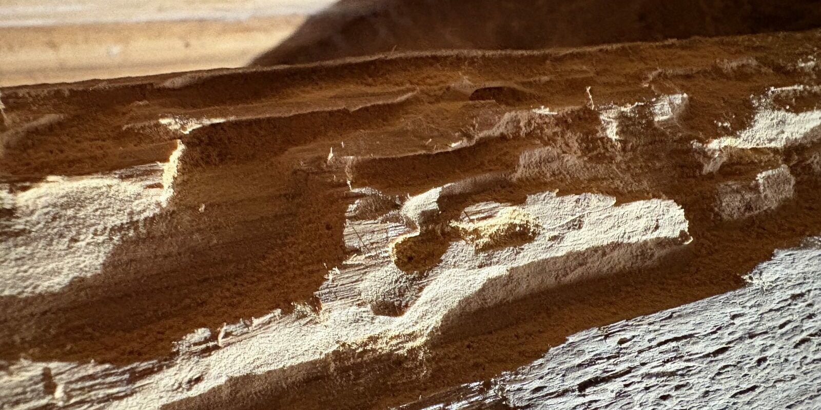 Galeries d'insectes xylophages ouvertes dans une pièce de charpente