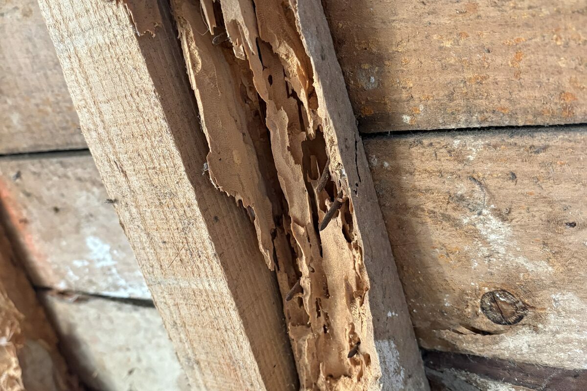 Chevron de charpente attaqué par les insectes, vermoulure apparente