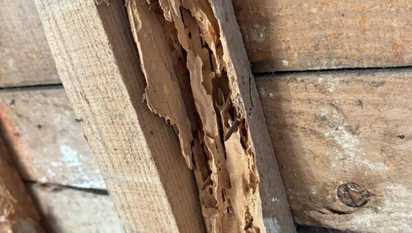 Chevron de charpente attaqué par les insectes, vermoulure apparente