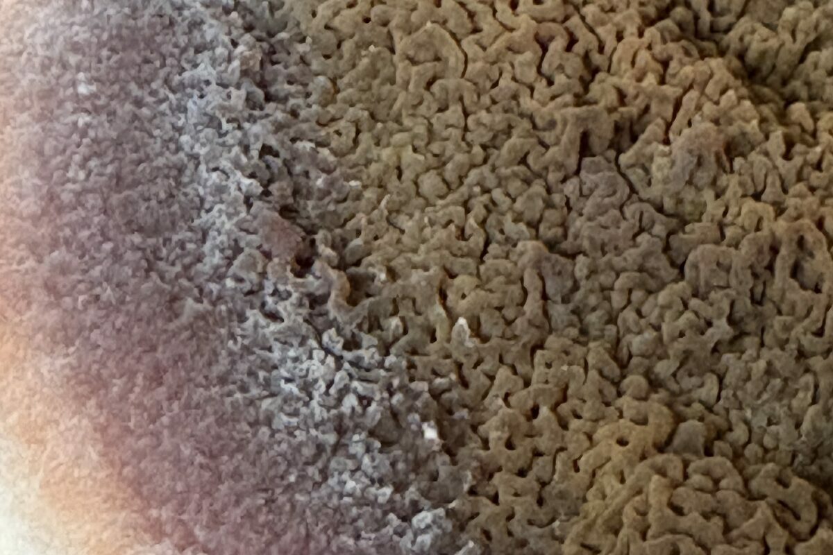 Fructification de mérule aux spores ocre, bordée de mycélium blanc