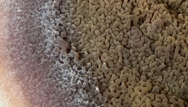 Fructification de mérule aux spores ocre, bordée de mycélium blanc