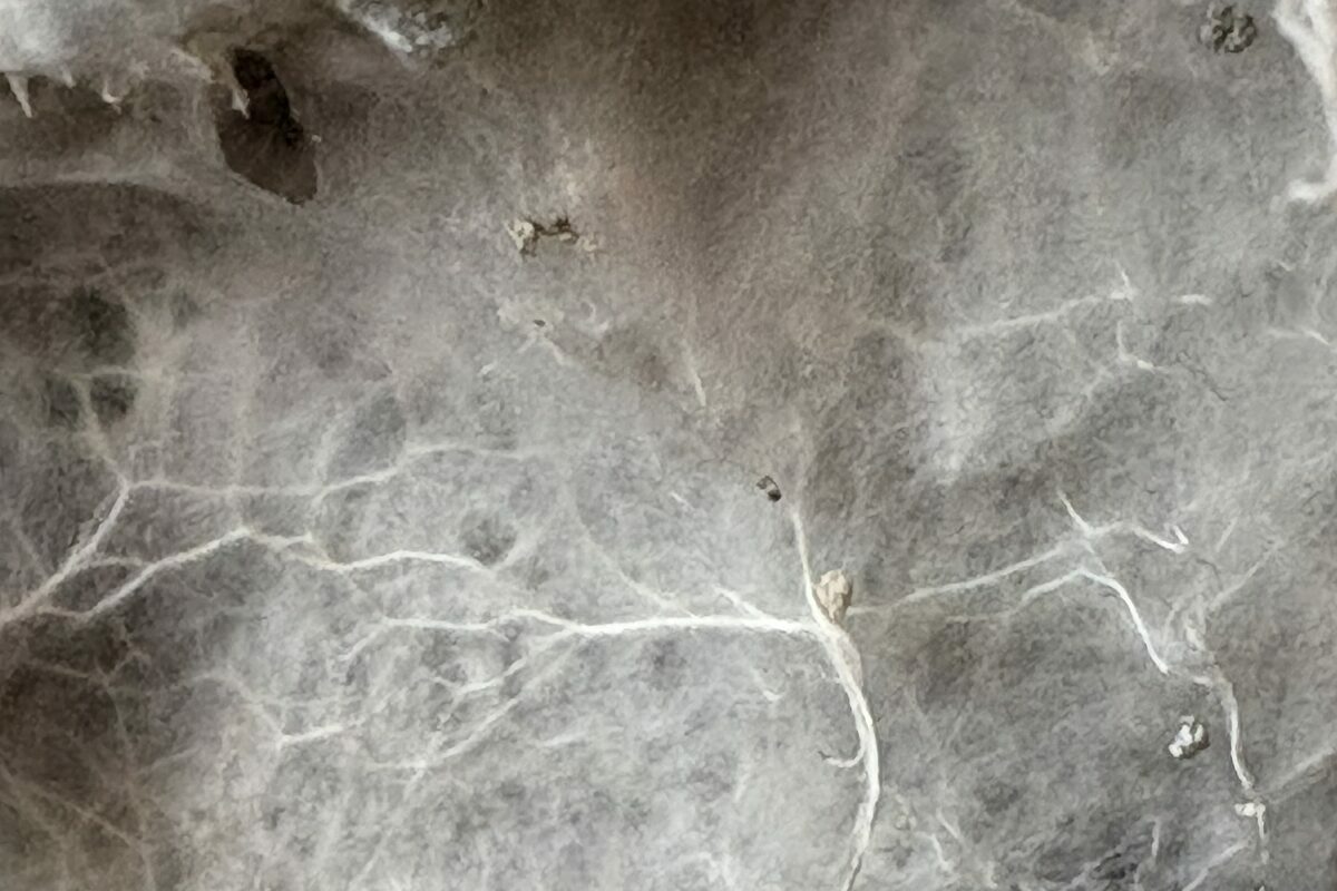 Mycélium de mérule en toile blanche sur une surface sombre