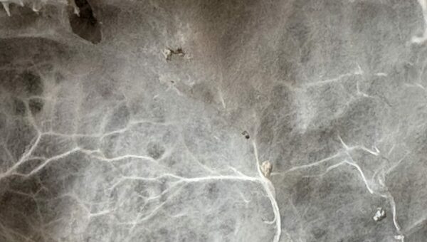 Mycélium de mérule en toile blanche sur une surface sombre