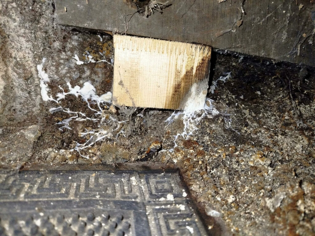 Mycélium de mérule découvert sous un plancher lors d'une intervention