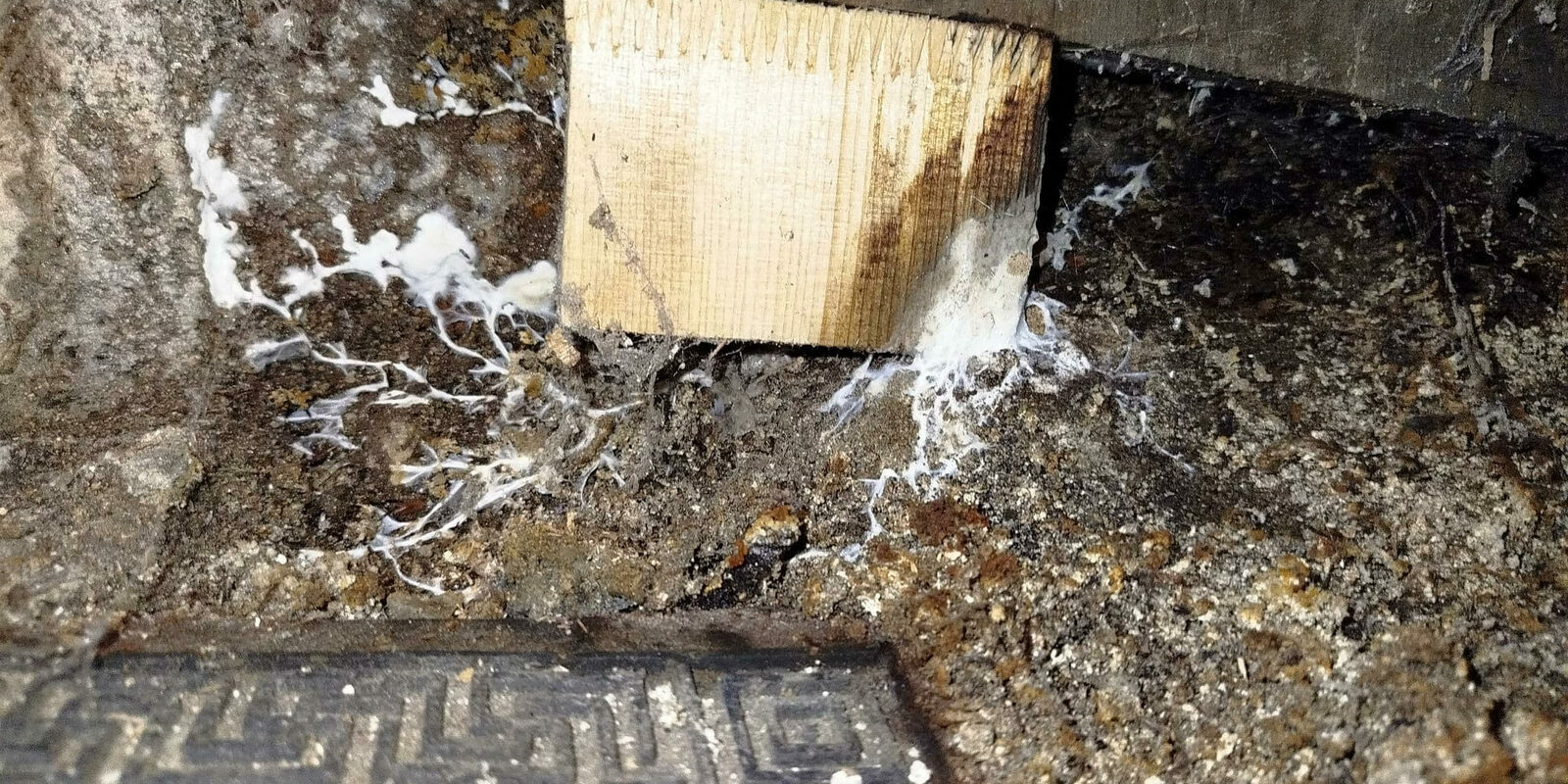 Mycélium de mérule découvert sous un plancher lors d'une intervention