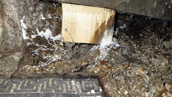 Mycélium de mérule découvert sous un plancher lors d'une intervention