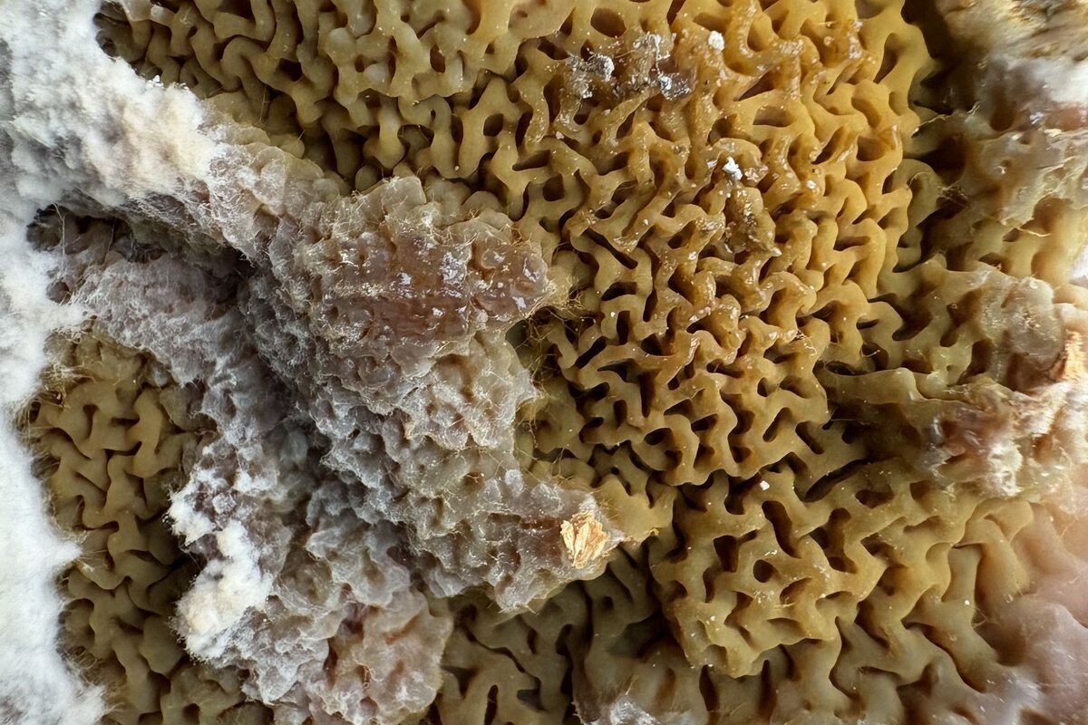 Gros plan sur les circonvolutions ocre d'un sporophore de mérule