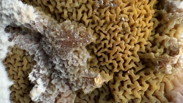 Gros plan sur les circonvolutions ocre d'un sporophore de mérule