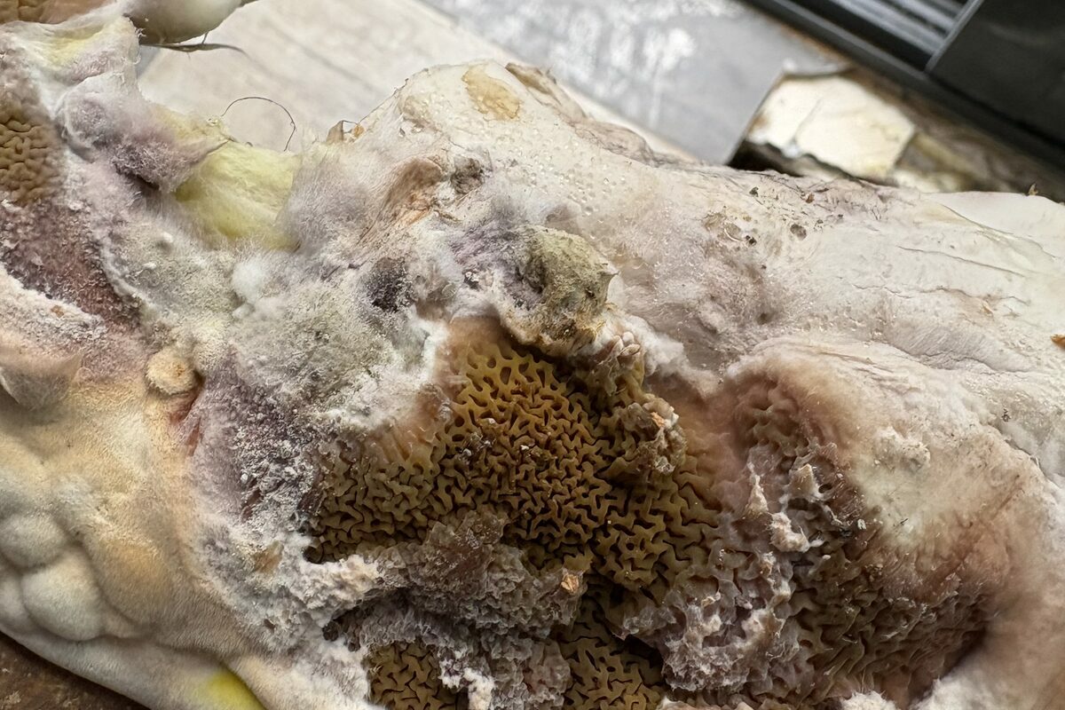 Sporophore de mérule en fructification sur une poutre, avec mycélium blanc, constaté en chantier