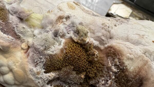 Sporophore de mérule en fructification sur une poutre, avec mycélium blanc, constaté en chantier