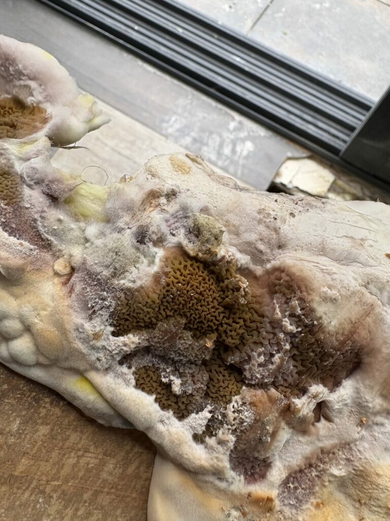 Sporophore de mérule en fructification sur une poutre, avec mycélium blanc, constaté en chantier