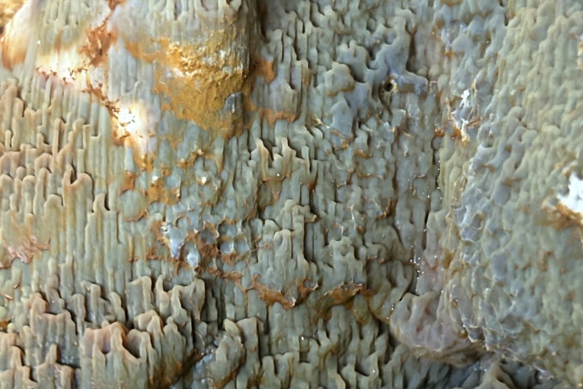 Surface de bois recouverte par la mérule, spores ocre et filaments blancs