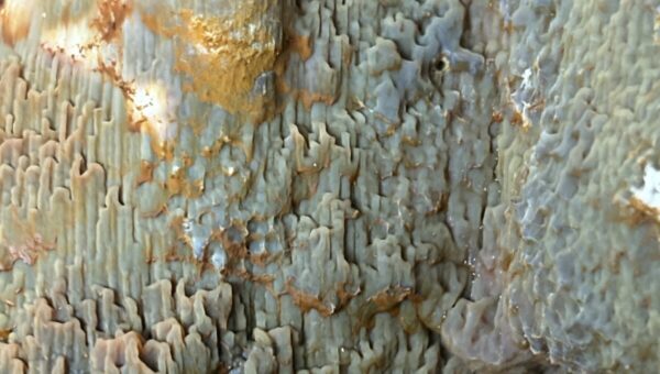 Surface de bois recouverte par la mérule, spores ocre et filaments blancs