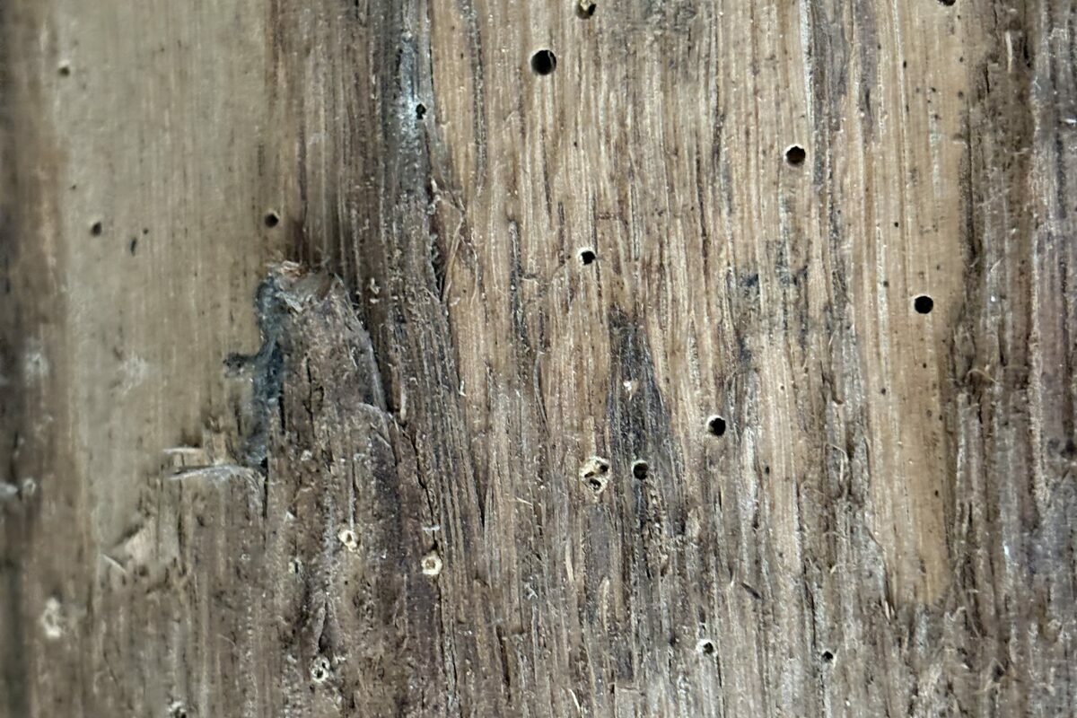 Trous d'envol de vrillette sur une pièce de bois ancienne