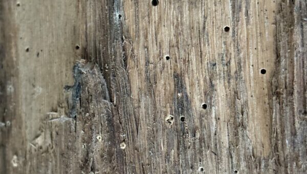 Trous d'envol de vrillette sur une pièce de bois ancienne