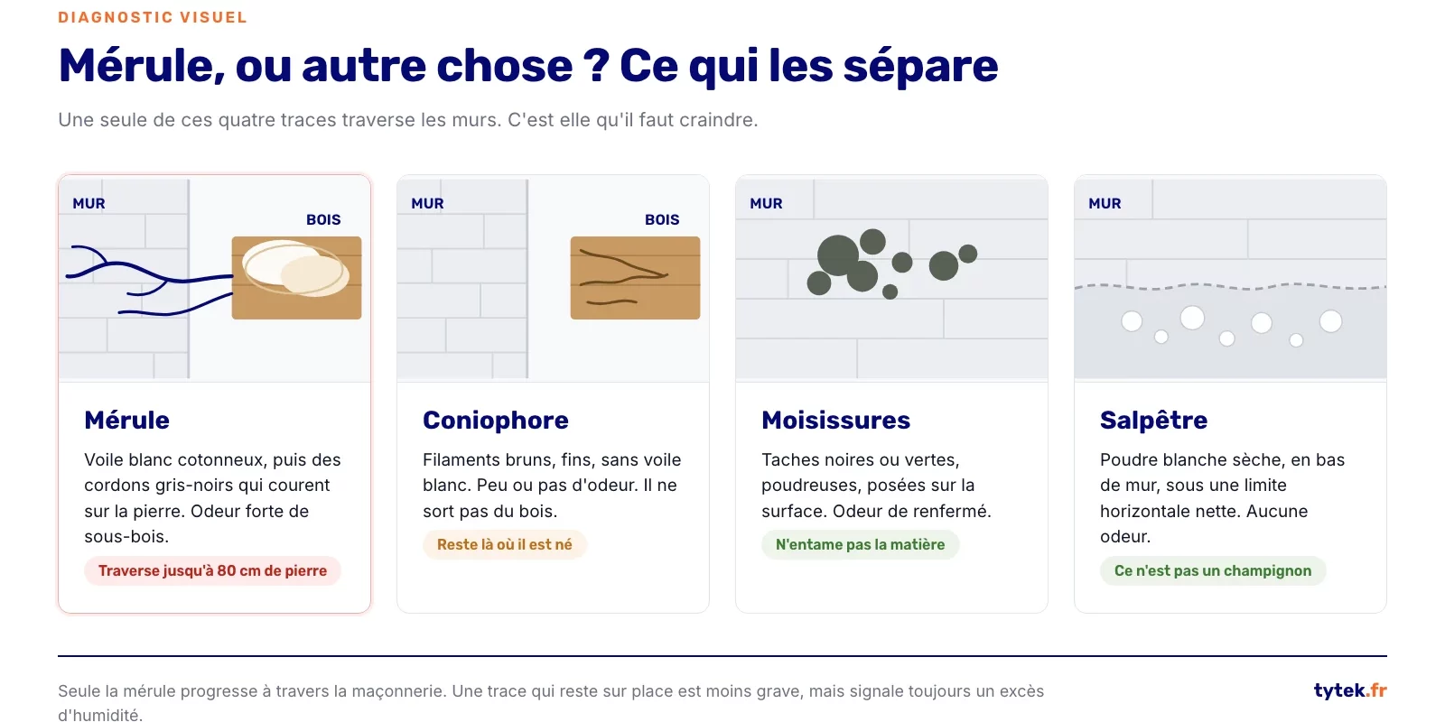 Comparaison visuelle entre merule, coniophore, moisissures et salpetre sur un mur