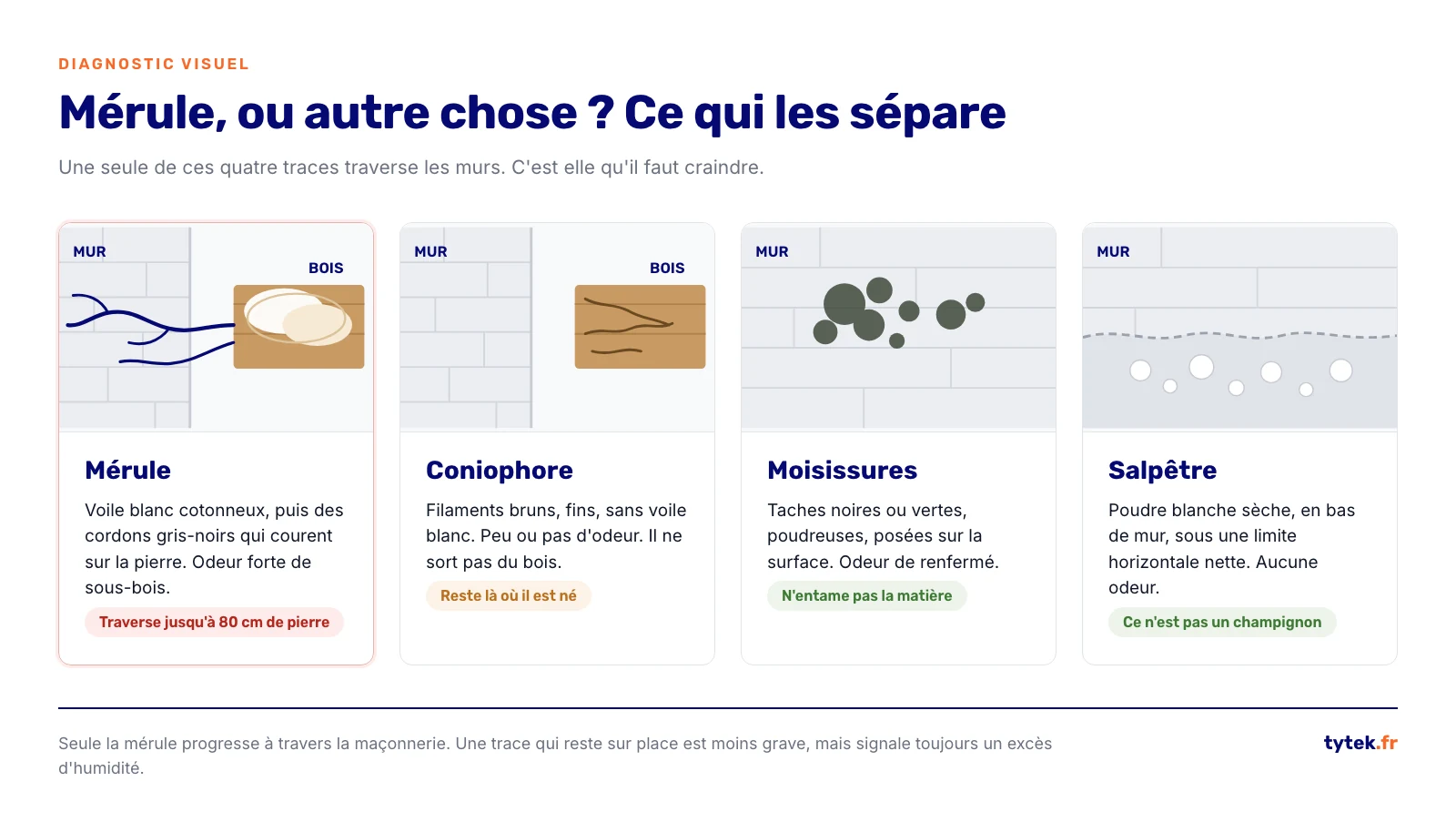 Comparaison visuelle entre merule, coniophore, moisissures et salpetre sur un mur