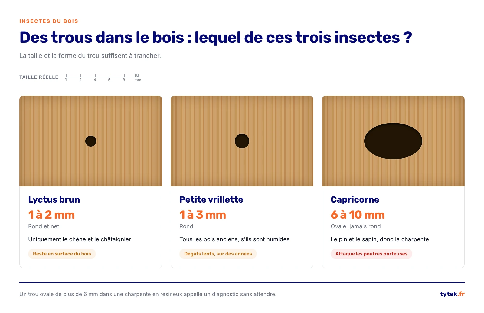 Comparaison a l'echelle reelle des trous de sortie du lyctus, de la vrillette et du capricorne
