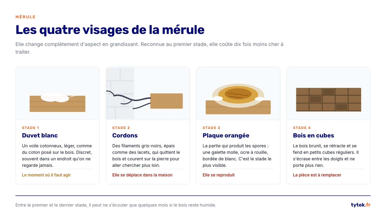 Les quatre stades de la merule, du duvet blanc au bois fendu en cubes